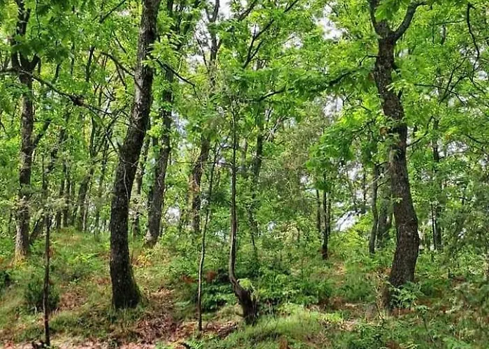 Qafe Dardha - Tomorr National Park Maison d'hôtes